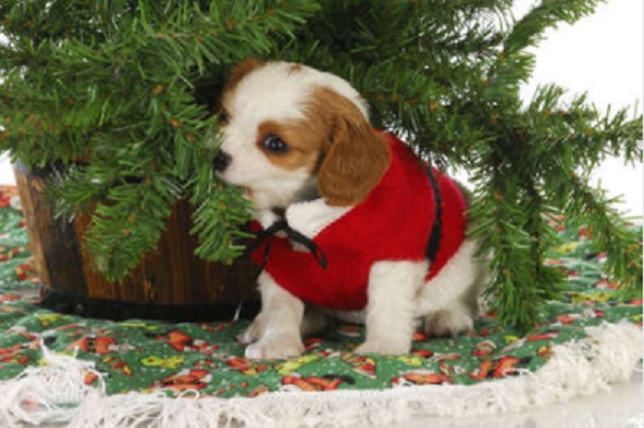Proud to be an AKC Breeder of Merit of Cavalier King Charles Spaniels.  Each puppy comes with a health guarantee and a lifetime of support.
Cavaliers of Castlemar - (817) 517-3304
cavaliersofcastlemar.com
.
.
#cavaliersofcastlemar #puppy #cavalierkingcharlesspaniels #christmas