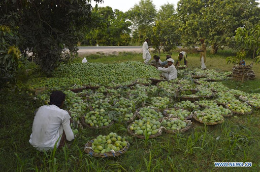 Ashahid45's tweet photo. Farmers are the backbone of our nation. 
@SarsabzOfficial
#SarsabzPakistan https://t.co/rwH5zU8piS