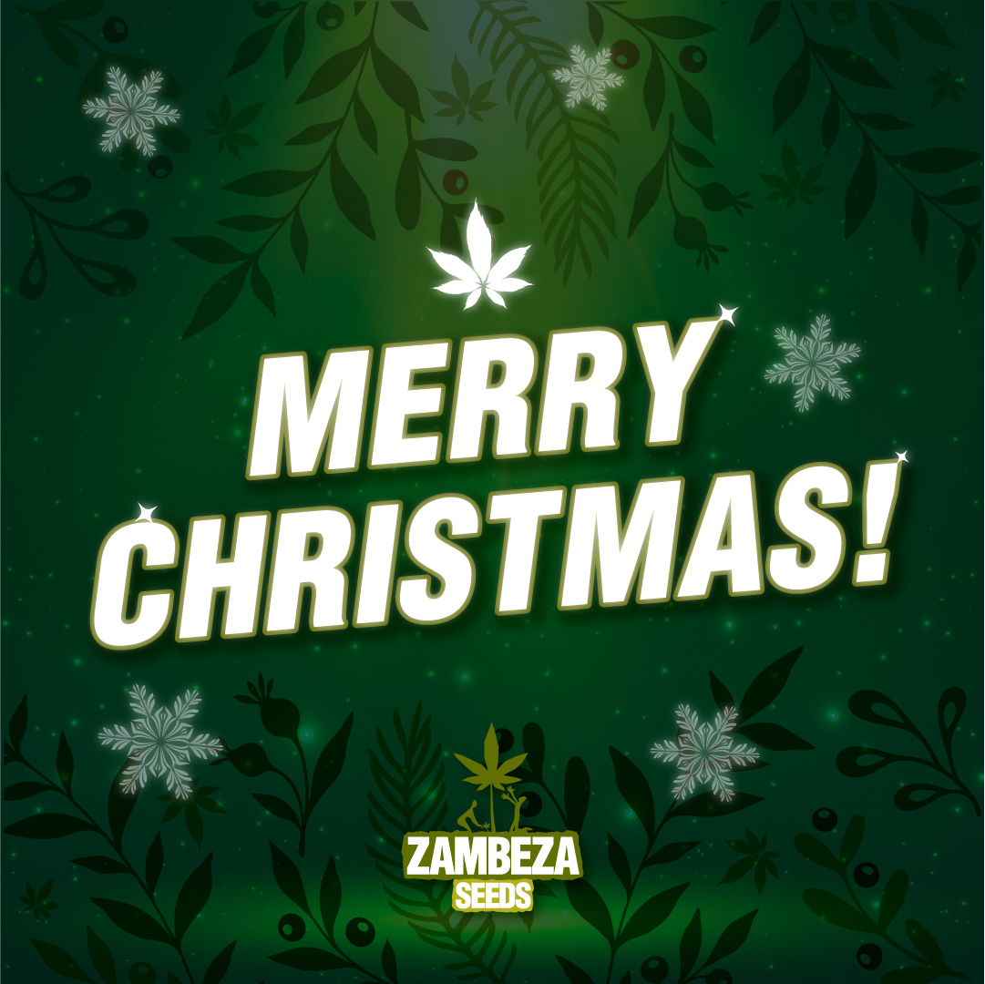 From Zambeza Seeds want to wish you Merry Christmas to everyone!🎄✨

Thank you for all you support, especially after this year. We are so happy to remain next to all of you. You have been so GREAT!🤩

 #zambeza #zambezaseeds #sativa #420life