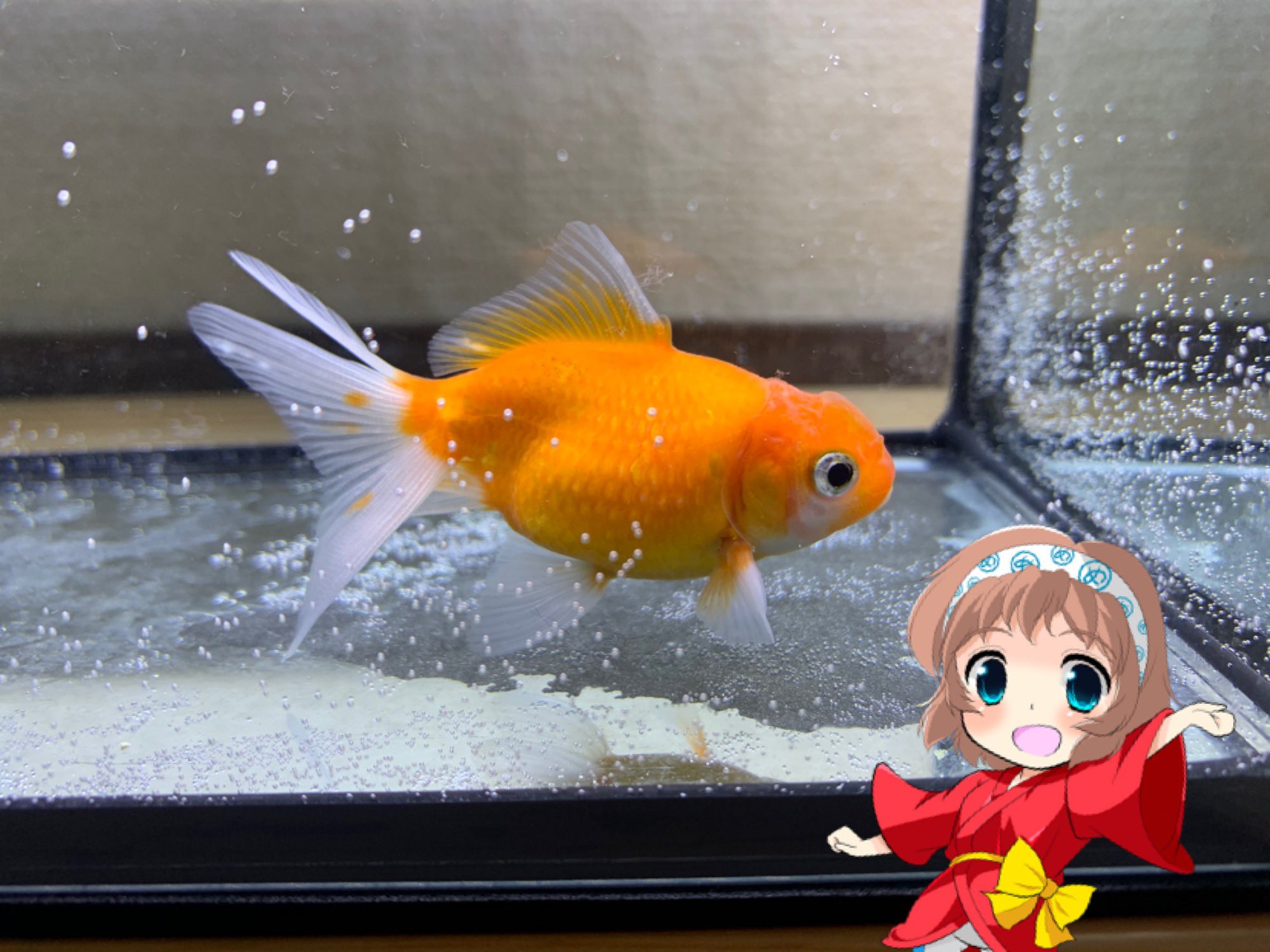 めっとこ 株式会社清州 公式 第三水槽 は60 こちらは桜錦のパステルさん 江戸錦のドリルちゃん 蘭鋳のパンダさんが住んでます 背鰭のない子たちの水槽です 第四水槽は38ℓで色とりどりな子たちがいます キラキラさん 茶金さん キャリコさん