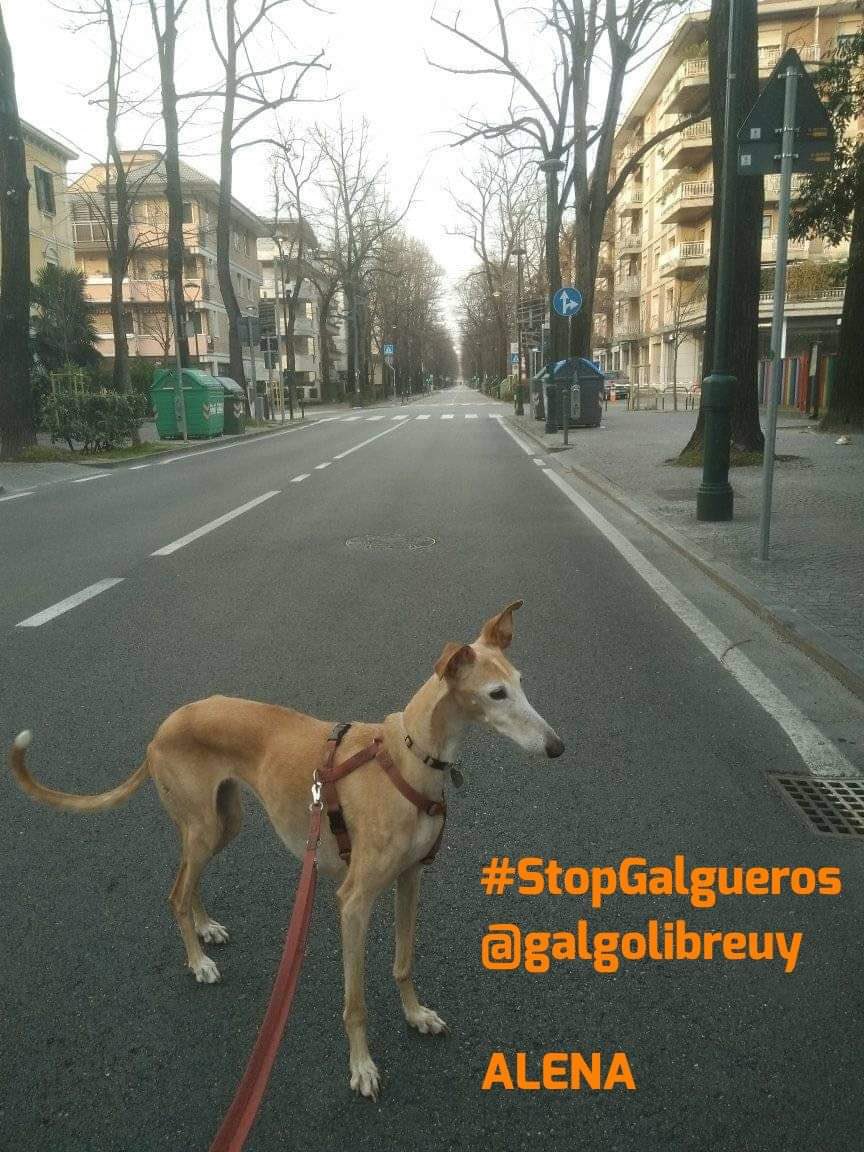 PetLevrieri's tweet photo. #StopGalgueros
#GalgueroCorréVos
#VamosPorLaLey
#vamosxLaLey
#MovilizaciónVirtual
#LibresLosQueremos
#Uruguay
@galgolibreuy https://t.co/Dl9jp8oO4b
