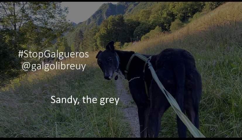 PetLevrieri's tweet photo. #StopGalgueros
#GalgueroCorréVos
#VamosPorLaLey
#vamosxLaLey
#MovilizaciónVirtual
#LibresLosQueremos
#Uruguay
@galgolibreuy https://t.co/Dl9jp8oO4b
