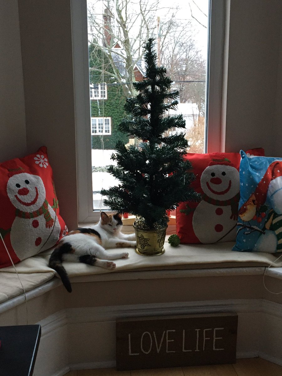 KellyGo26605573's tweet photo. Happy Friday my friends. ❤️❄️🐈 https://t.co/zELxye5Uwn