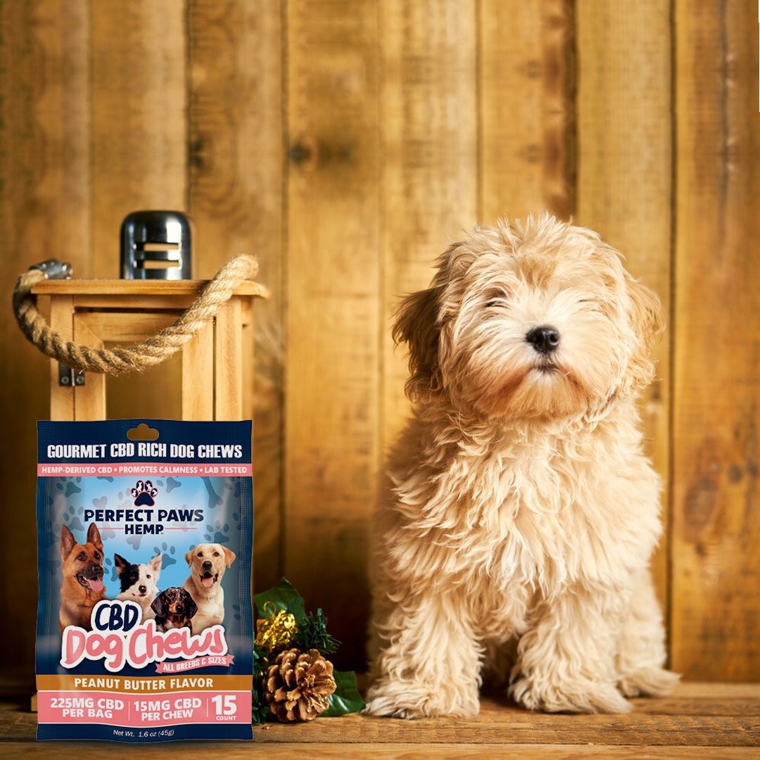 perfectpawshemp's tweet photo. What dog doesn't like Peanut Butter flavor?! 👅
.
.
.
.
#Shopinbio #CBDchews #gourmet #dogsofinstagram #instagramdog #dogmom #dogdad https://t.co/hGSiTOOvxD