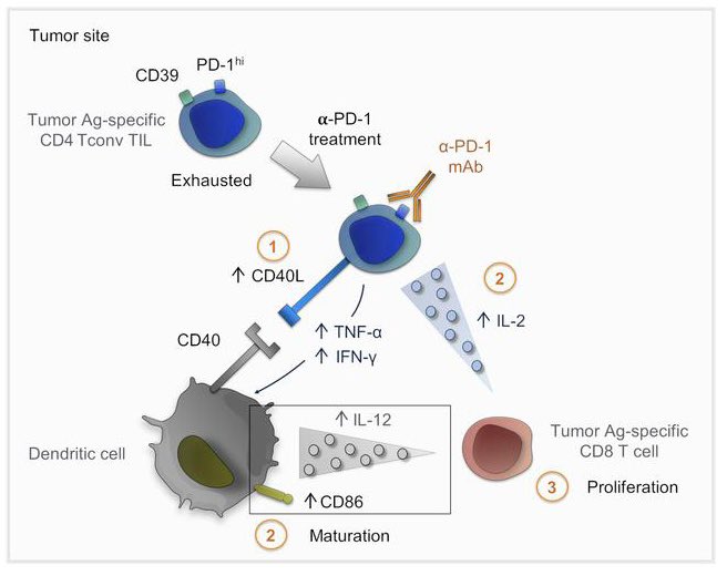 TeamT2i's tweet image. Bravo @BalancaCamille @ClaraScarlata @cmartgomez @DrGomezRoca et al. @crctoncopole @IUCTOncopoleICR @JCI_insight PD-1 blockade restores helper activity of tumor-infiltrating exhausted PD-1hiCD39+ CD4 T cells. 
insight.jci.org/articles/view/…