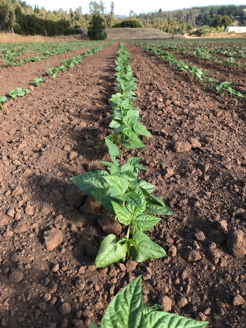 Poroto manteca, uno de los porotos de la raza chile mas apreciados por su cremosidad y sabor. Muy cultivado en la Araucania y muy recordado en el Maule como uno de los que "mas se sembraba". Ahora esta creciendo en #Putu 💚