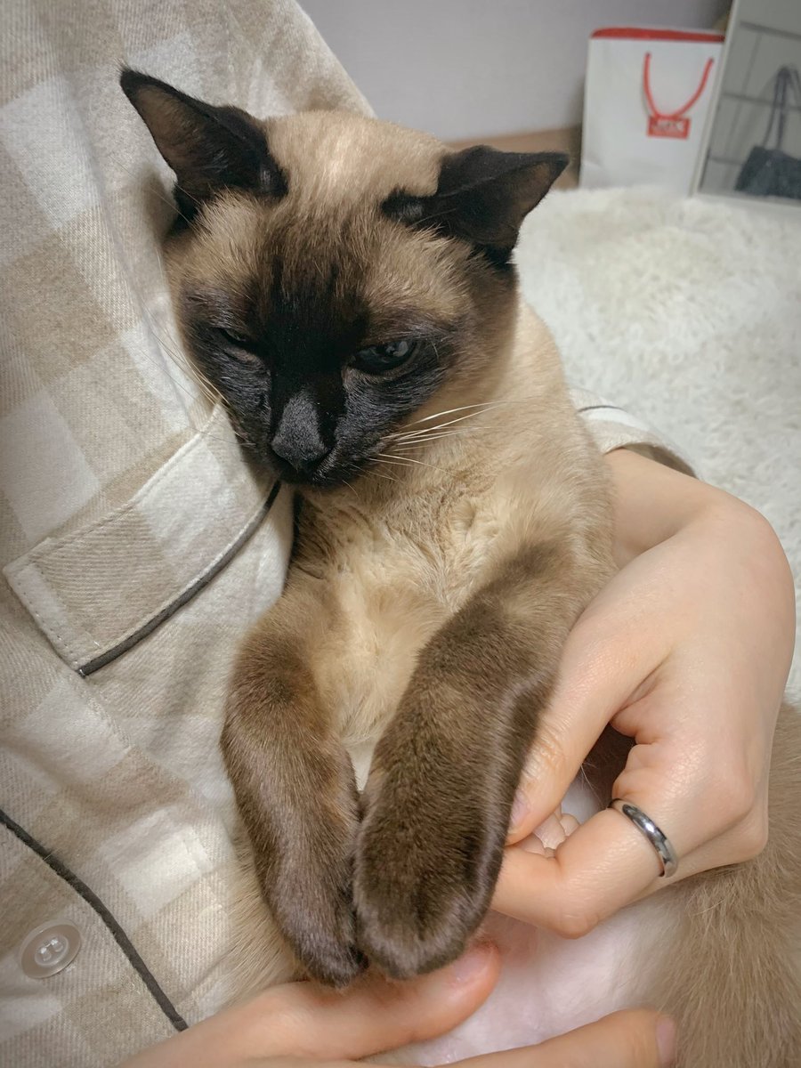 엄마 품이 젤 좋은 8쨜
#고양이 #냥집사