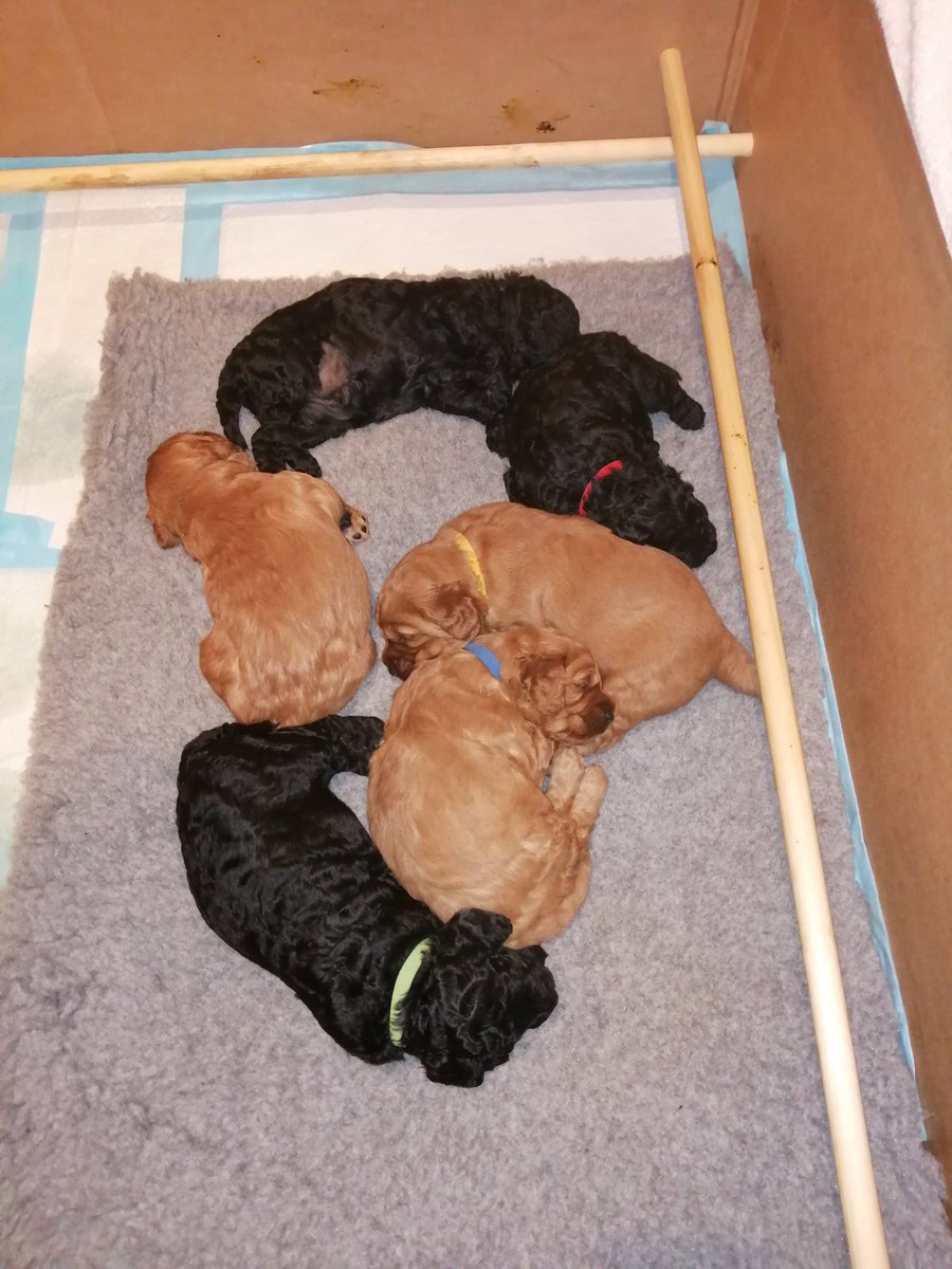 Hettys 3 week pupdate, Hetty is being a great mum, all the puppies have put on about 5x their birth weight in 3 weeks, weigh in day today. Only one brown boy left available now.
