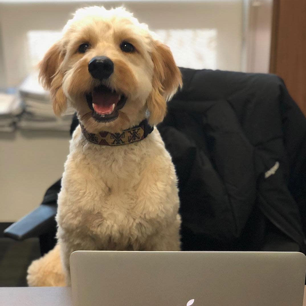 Need to get out of the house for a day or two? Why not Work From Hotel! Get a quiet spot to work at hotels in downtown Toronto. (and yes - they're all pet-friendly!)

workfromhotel.ca

📸 Maya