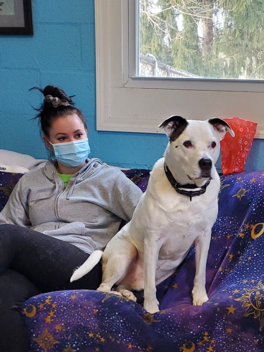 bmorehumane's tweet photo. CAGNEY is an sweet senior boy who still thinks he's a pup! He loves toys of all kinds and people who will play with him. He wants someone who'll take long walks and hang on the couch with him. Discover the joy of a senior pet! https://t.co/YZXFwmH16e
#SeniorPaws
#AdoptADog https://t.co/ot0tS1VKd4