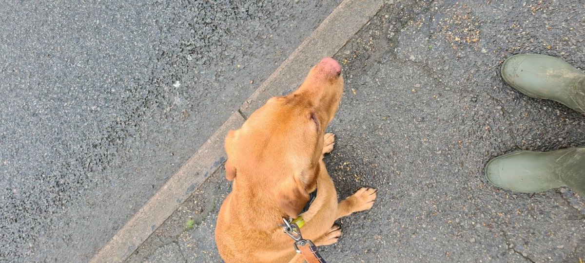 wlpdunstable's tweet photo. Arnold had a great morning in the rain, and is getting very good at the green cross code...
#Goodboy #Roadwalking #Walkies #Dogwalking #Toddington #Dunstable #Welovepetsdunstable #Welovepets https://t.co/nmgFqVl7iY
