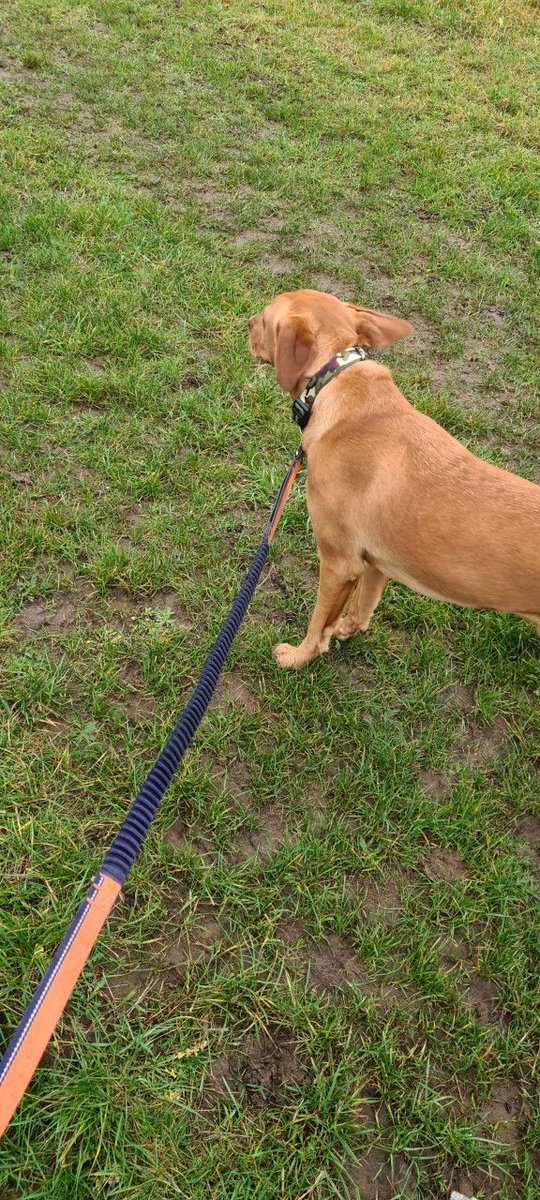 wlpdunstable's tweet photo. Arnold had a great morning in the rain, and is getting very good at the green cross code...
#Goodboy #Roadwalking #Walkies #Dogwalking #Toddington #Dunstable #Welovepetsdunstable #Welovepets https://t.co/nmgFqVl7iY