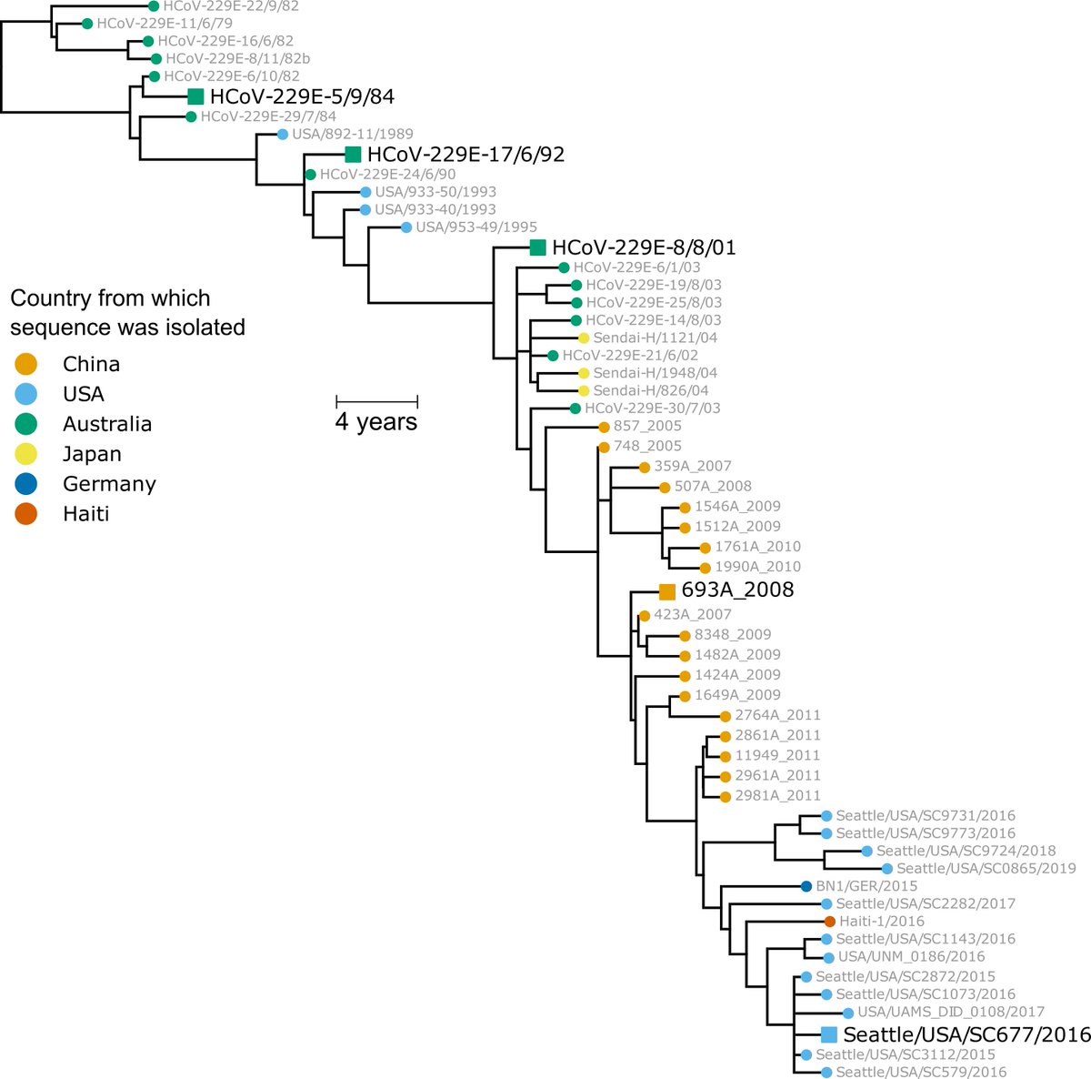 We first built a phylogenetic tree of CoV-229E evolution from 1984 to the present, and experimentally reconstructed the spike from viruses at 8 year intervals (1984, 1992, etc; see large black strain names in tree below). (2/n)