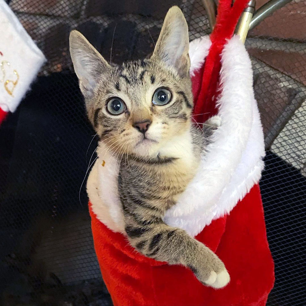 MeowAsFluff's tweet photo. Meet Toad, The Incredibly Cute Kangaroo Kitten Who Is Searching For His Forever Home For The Holidays!
https://t.co/TV6YUTv58a
#radialhypolasia #radialhypoplasiacat #rhcat #rhcats #squitten #squittens #adoptme #adoptdontshop #availableforadoption #rescuecats #rescuekittens #cats https://t.co/aRXYmcfJot