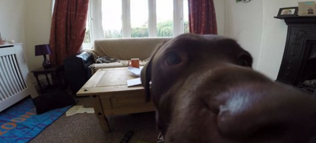 Archie_FireDog tweet media