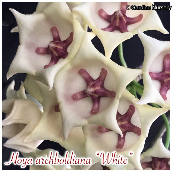 Watch Hoya Plants's leaked NSFW photo on TwXstars