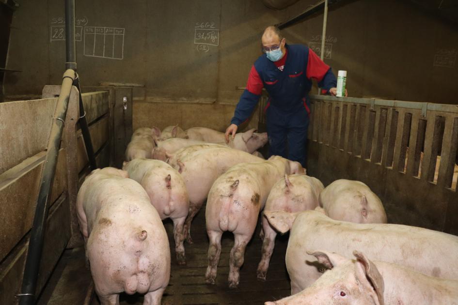 reussir's tweet photo. Arrêt de la castration à vif : les éleveurs bretons veulent construire une « filière responsable » https://t.co/jlRLZygksB https://t.co/ek1JvWTUwE