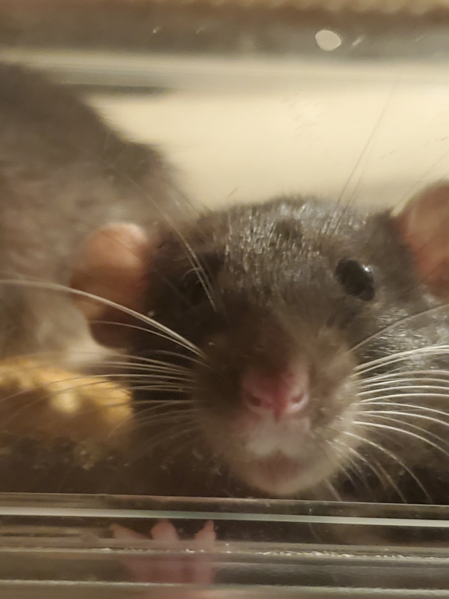 ゆっかりーゆっかりー 僕でちゅか ルパンでちゅ 過去2回脱走を果たした要注意ネズミ ファンシーラット かわいい ファンシーラット かわいい ブラックバークシャーダンボ 可愛い ねずみ げっ歯類 ペット ラット 子ネズミ 可愛い ねずみ