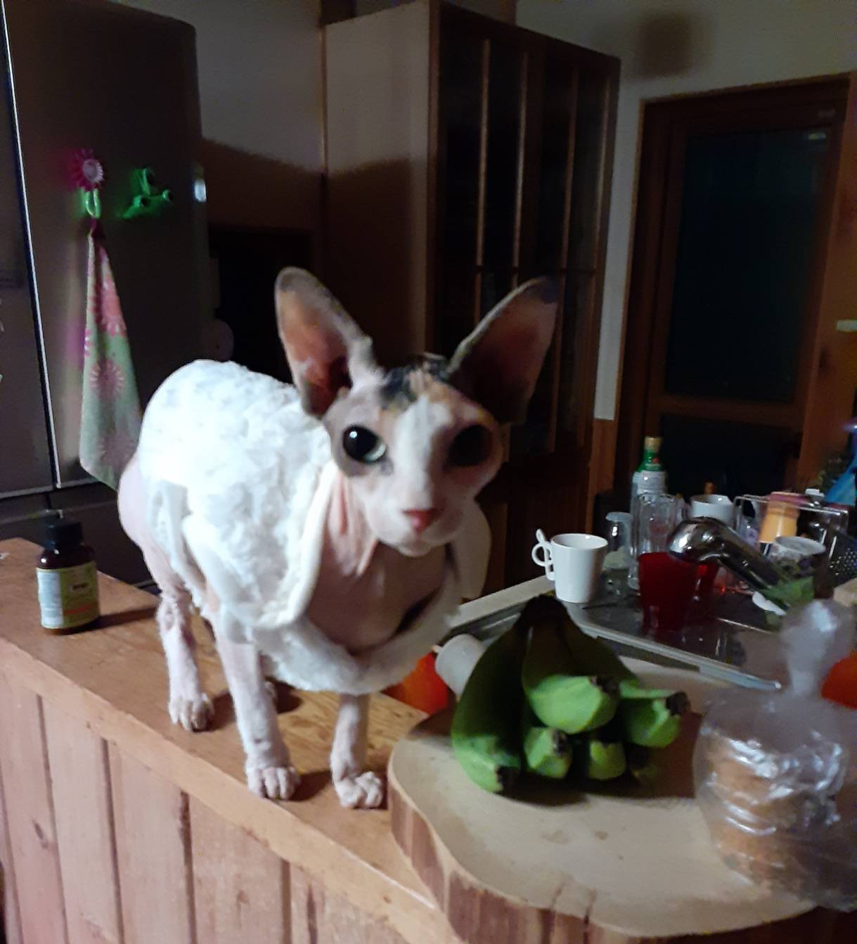 ゆたま 猫パパ 寒そうなので犬用の服を着せました 最初嫌がってたけど暖かくて気に入った模様 スフィンクス 寒がり猫 T Co Ajpognvifp Twitter
