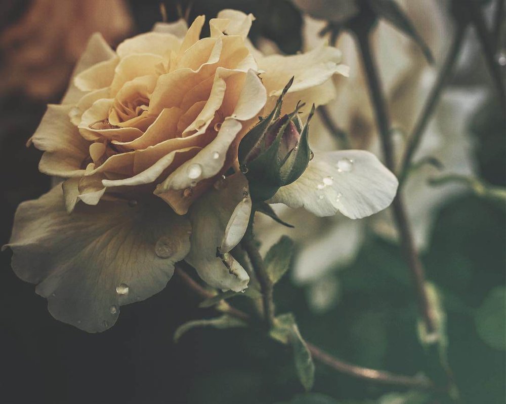 Mextures App tweet media