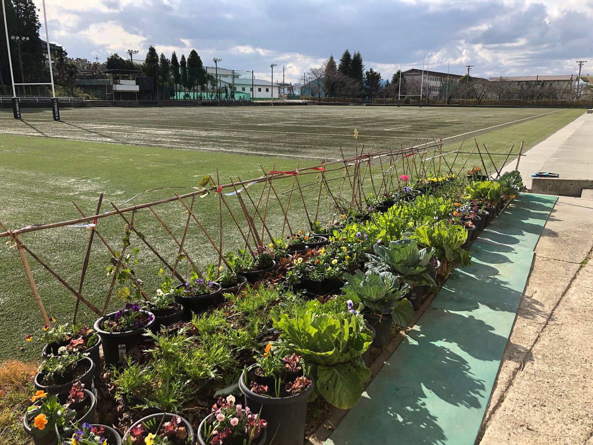 kawa7314's tweet photo. 天理高校南グランド横のキッチンガーデンです。
ビオラ、エンドウ、ニンニク、ネギ、ハクサイ、キャベツ、大根、ミズナ達が生徒を待っています。 https://t.co/LXWo9H75RY