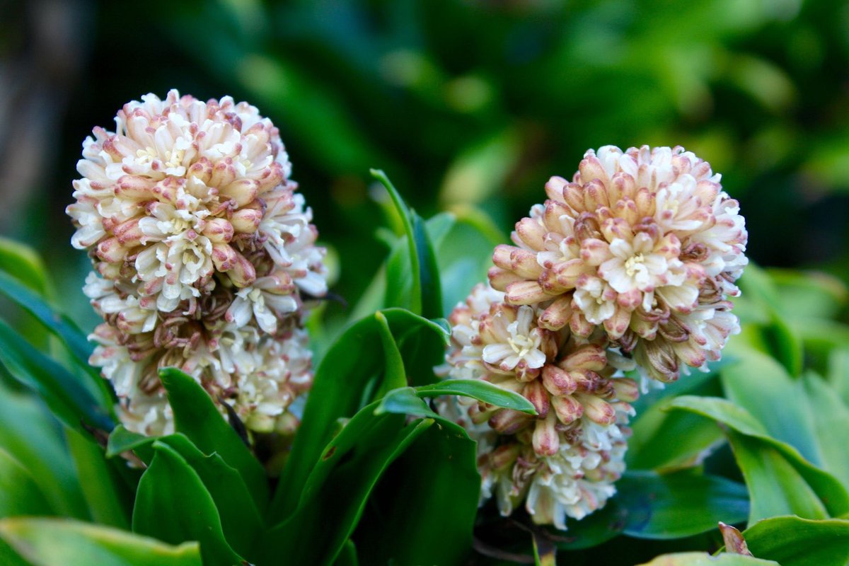 surfing93's tweet photo. Excited to share this item from my #etsy shop: White Flowers #flower #flowers #nature #photography https://t.co/fT26bmxnID https://t.co/VlYzZP9qLL