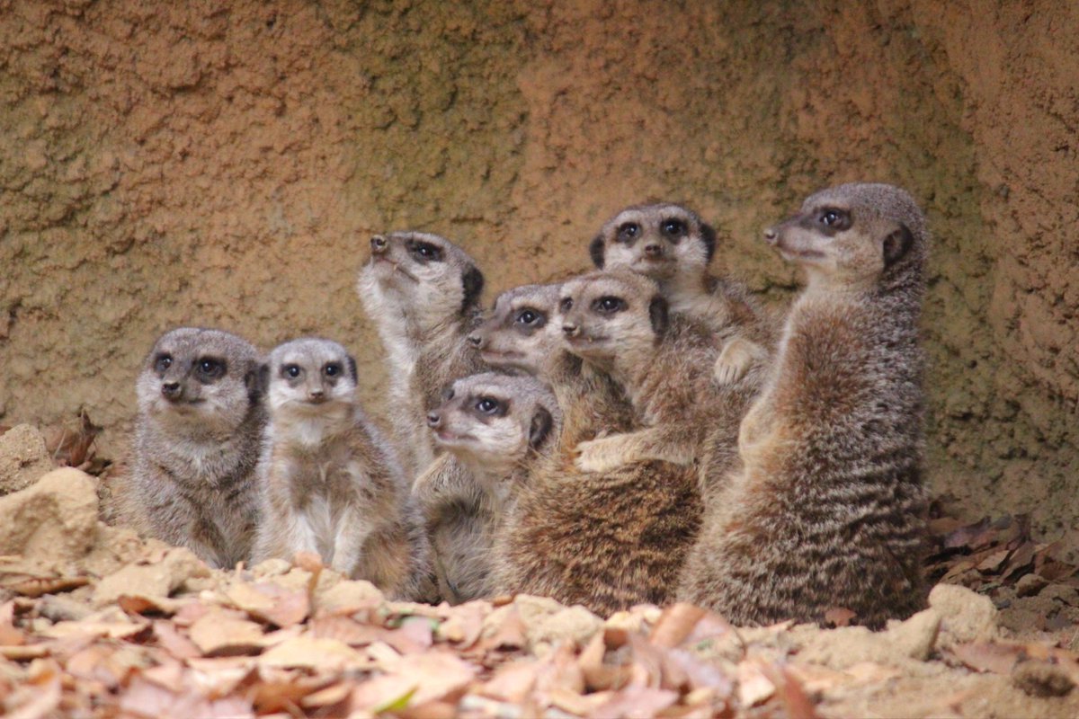 風花 緑 勢揃いで 可愛かった 映画のポスターみたいなミーアキャッツ ファミリー 到津の森公園 到津の森 Itozu Zoo Itouzuzoo ミーアキャット