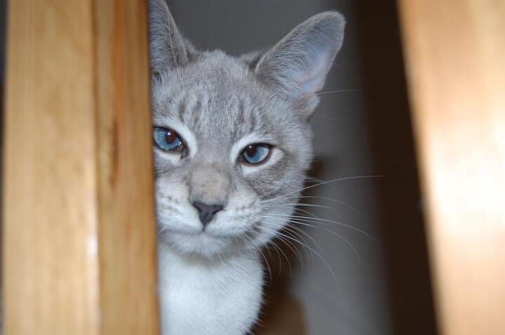 bealewis1's tweet photo. ⁦@SusanCalman⁩ We lost our gorgeous boy Luca this year. Could he be your cat of the day? He was an amazing little cat. https://t.co/Kq7sISds8A