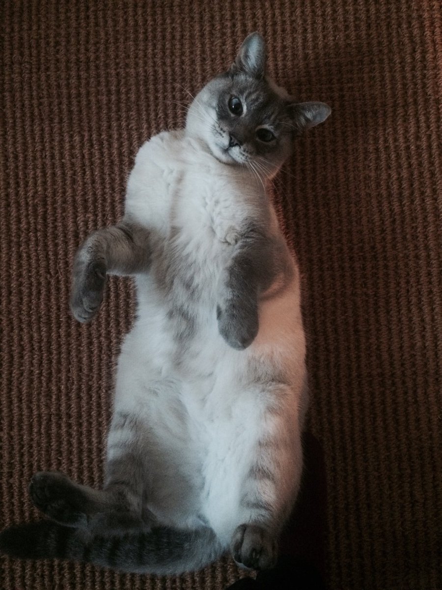 bealewis1's tweet photo. ⁦@SusanCalman⁩ We lost our gorgeous boy Luca this year. Could he be your cat of the day? He was an amazing little cat. https://t.co/Kq7sISds8A
