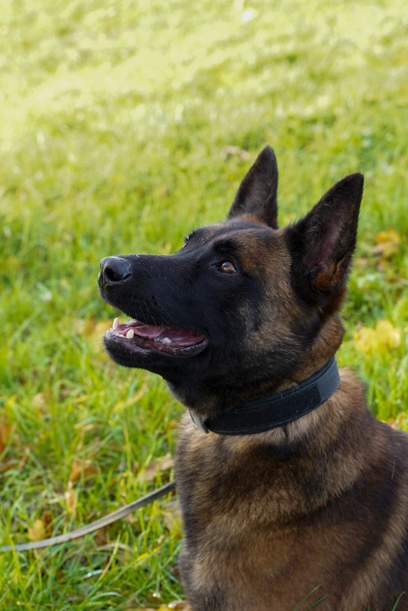 Even voorstellen: Quinty, één van de drie nieuwe speurhonden van de DV&amp;O! Ze heeft alle examens met glans gehaald is met haar baasje al met haar werk begonnen en in verschillende gevangenissen geweest! Veel succes jonge dame! <a href="/DVOcommunicatie/">DV&O</a>
