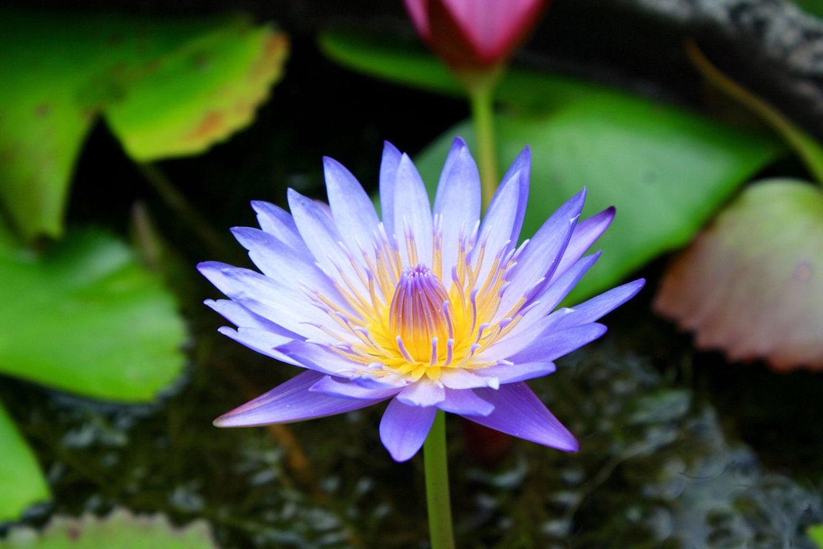surfing93's tweet photo. Excited to share this item from my #etsy shop: Water Lily #waterlily #flowers #nature https://t.co/dKsU7pYLNJ https://t.co/ZN9Ua7ssJM