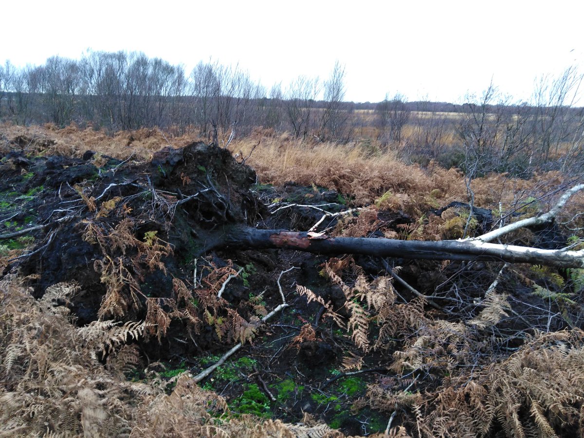 4peatssake2's tweet photo. #HatfieldMoors SSSI #Doncaster Still much to address in terms of #peat body damage consequential of #wildfire in May-July 😟 Mitigation needed to restore #Carbon sequestration capacity to help us challenge #ClimateChange Water management needs review & revision to keep site wet🤔 https://t.co/VR9iWXKeF5