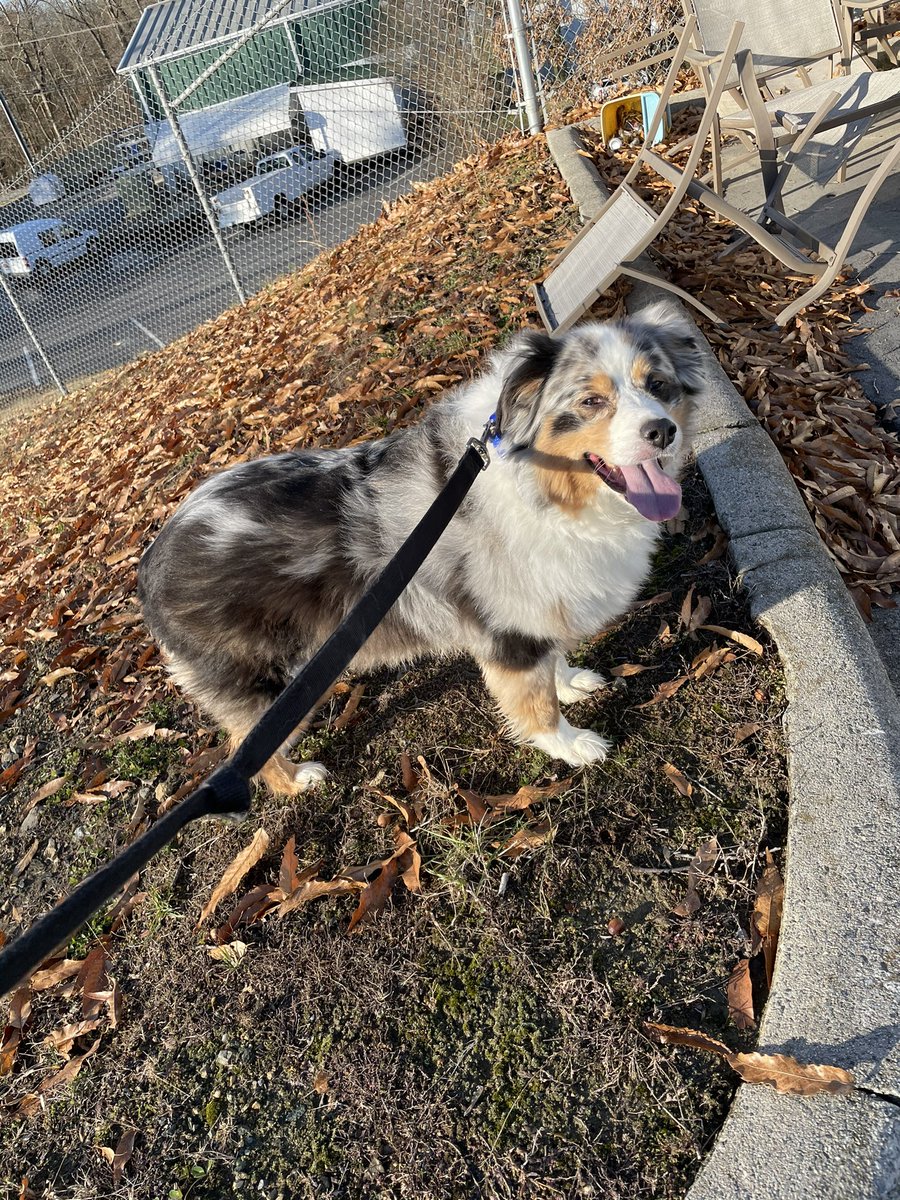 HannahNewhouse's tweet photo. A little rescue mission to start the weekend.
Pulled this sweet girl from the local animal shelter this morning. Now her and I are taking a little road trip to her new foster family ๐#SaveAllTheDogs https://t.co/Ykm7iLpjeh