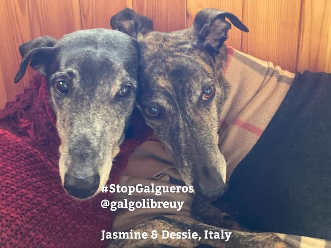 PetLevrieri's tweet photo. #StopGalgueros
#GalgueroCorréVos
#VamosPorLaLey
#vamosxLaLey
#MovilizaciónVirtual
#LibresLosQueremos
#Uruguay
@galgolibreuy https://t.co/bSNNvWdgAf