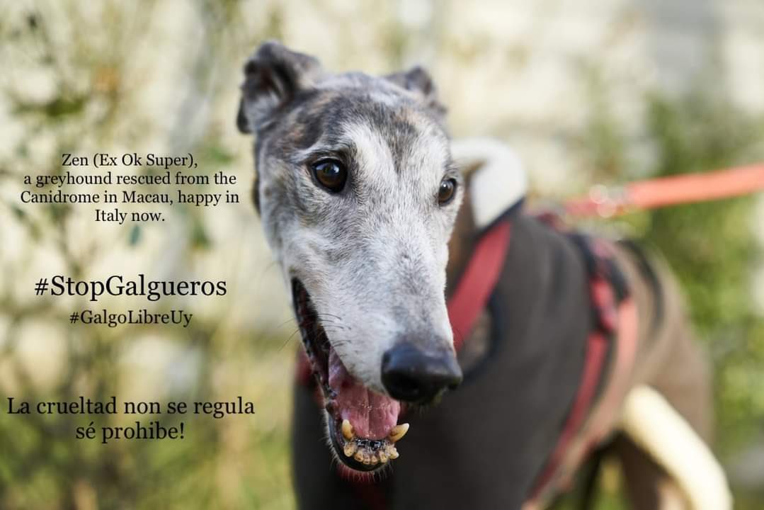 PetLevrieri's tweet photo. #StopGalgueros
#GalgueroCorréVos
#VamosPorLaLey
#vamosxLaLey
#MovilizaciónVirtual
#LibresLosQueremos
#Uruguay
@galgolibreuy https://t.co/bSNNvWdgAf