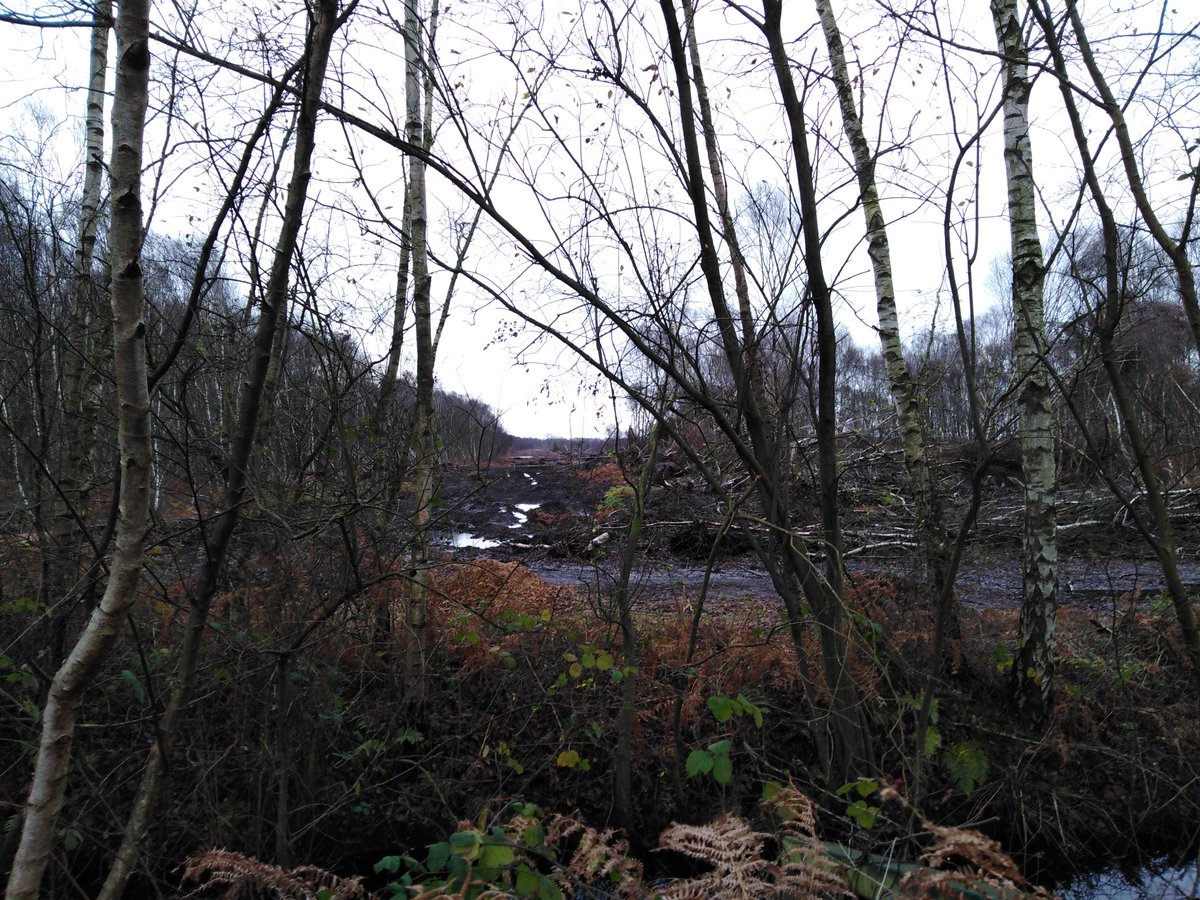 4peatssake2's tweet photo. #HatfieldMoors SSSI #Doncaster Still much to address in terms of #peat body damage consequential of #wildfire in May-July 😟 Mitigation needed to restore #Carbon sequestration capacity to help us challenge #ClimateChange Water management needs review & revision to keep site wet🤔 https://t.co/VR9iWXKeF5