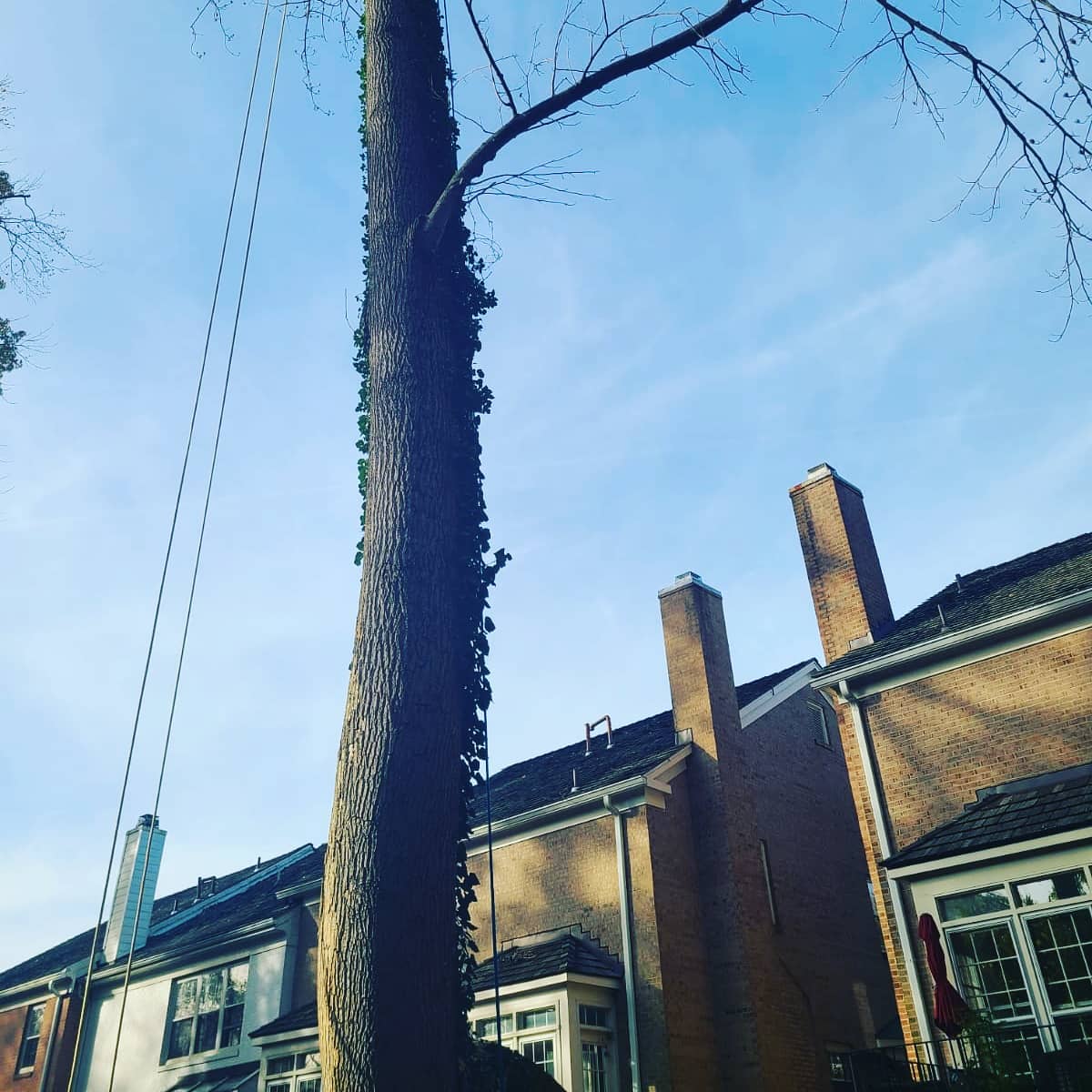 MonsterTreeMD's tweet image. After Pic. Taking down a dangerous tree before storm season.  #Bethesda #MontgomeryCountyMD #MonsterTreeService #TreeCareDoneRight