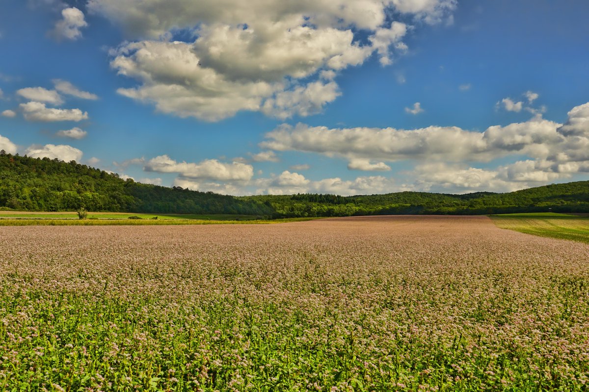 Know any #organic farmers that have harvested #buckwheat this year? We're looking for more! Send us a direct message if you do.