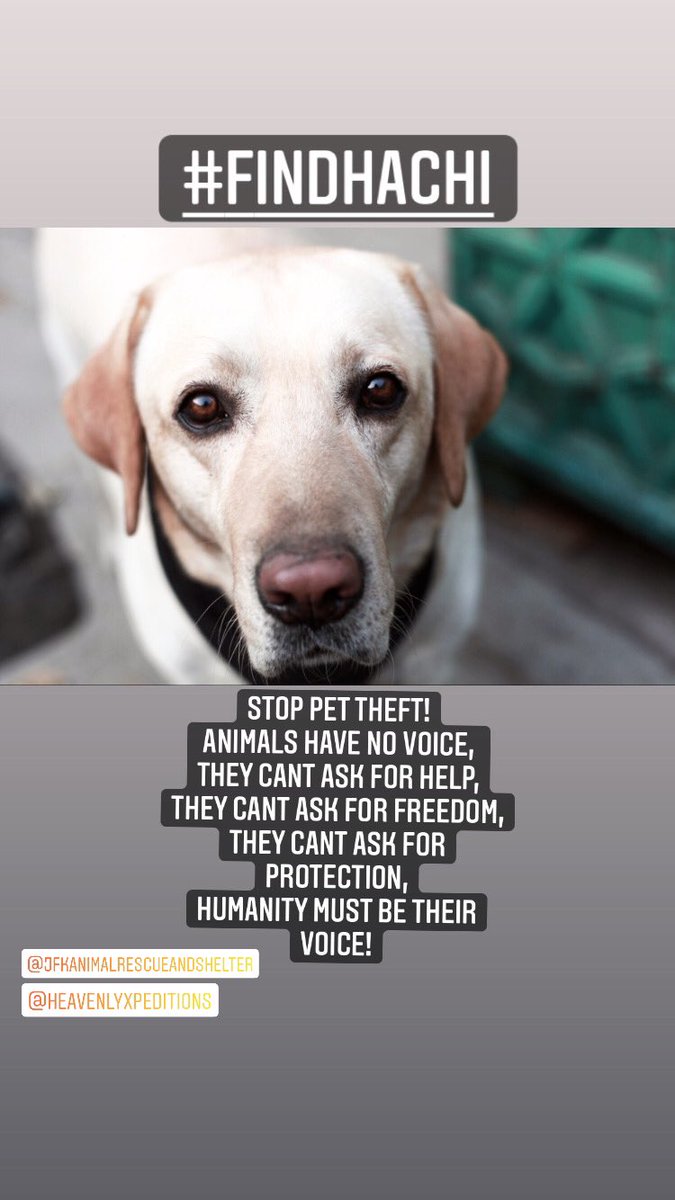 aleena_atif2's tweet photo. #FINDHACHI 
Keep retweeting!! https://t.co/Jhu1JI2Gvf