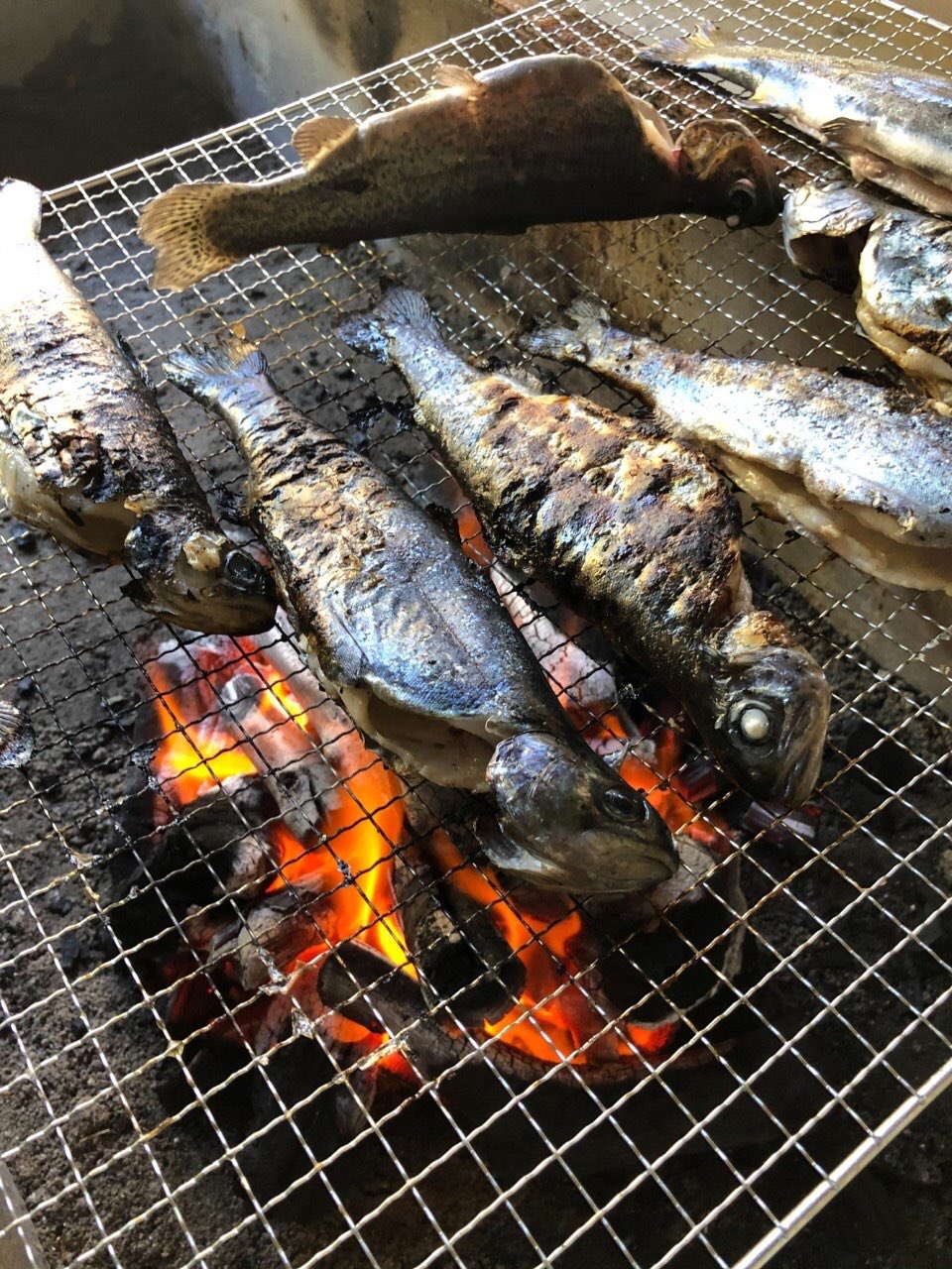 三代目 やべきょうすけ 仲間たちが釣ったニジマスを刺身でいただき 大量に釣ってたおじさん 俺達は先輩と呼んでた からニジマスをいただき塩焼きに めちゃめちゃ美味くて どうしても自分で釣った魚を食べたくなった 写真加工なしの色鮮やかな桜色の