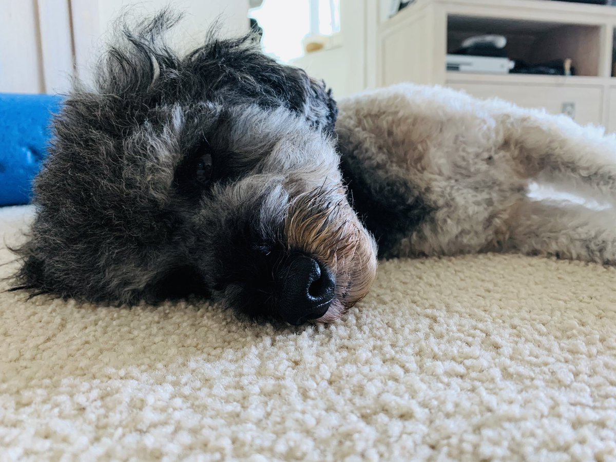 cavapoo_Love tweet picture