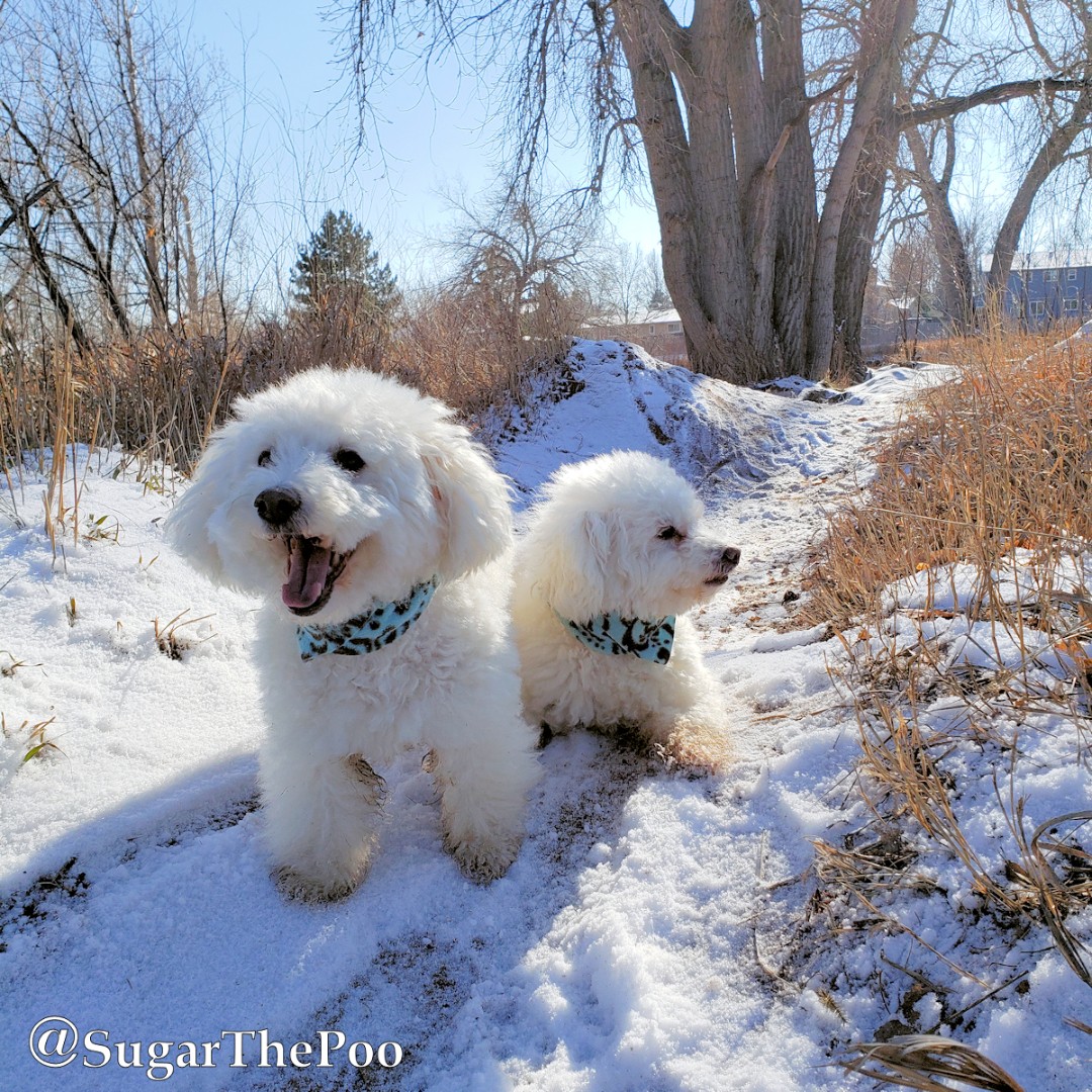 sugarthepoo's tweet photo. 😎❄️⛄We call this Snowy Sunbathing😎❄️⛄

#SugarThePoo #ilovespreadingsmiles #SnowDog #SnowDay https://t.co/CtgnD1CfZl