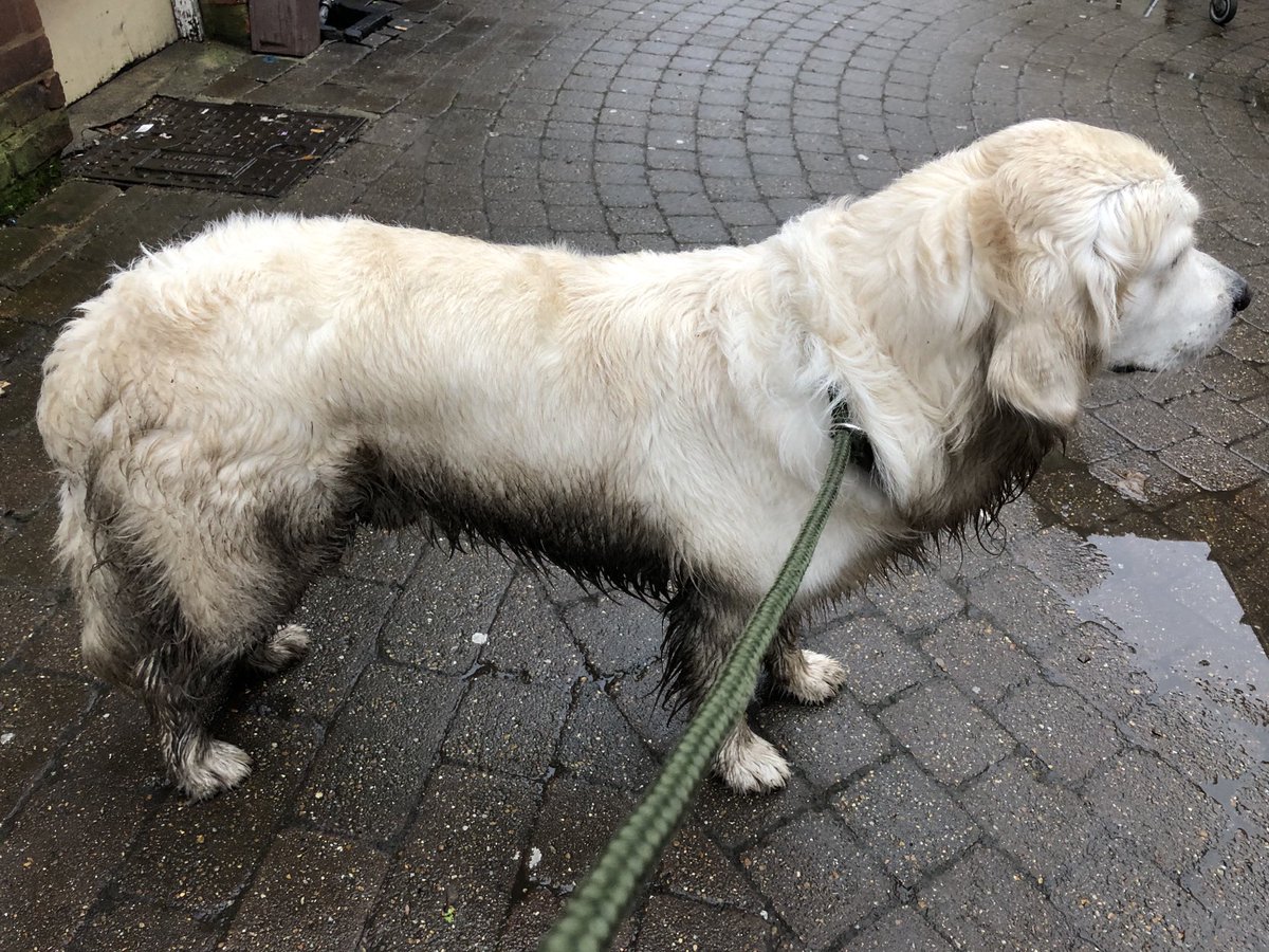 BeechviewHWyc's tweet photo. Frank the pet therapy dog REALLY knows how to enjoy his off duty time! https://t.co/deHUoI1a7z