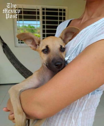 MexicoPost's tweet photo. En #Brasil un #Perrito callejero fue fotografiado durmiendo en una cuna de paja elaborada para un nacimiento en el municipio de #Inhuma, la imagen generó tanta ternura que el can ya fue adoptado y ahora tiene un hogar. https://t.co/rbCOUYzBtB