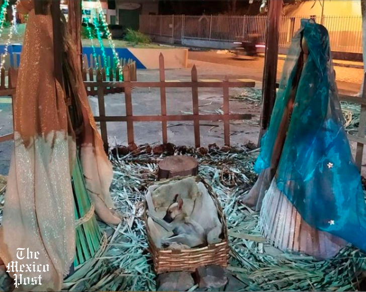 MexicoPost's tweet photo. En #Brasil un #Perrito callejero fue fotografiado durmiendo en una cuna de paja elaborada para un nacimiento en el municipio de #Inhuma, la imagen generó tanta ternura que el can ya fue adoptado y ahora tiene un hogar. https://t.co/rbCOUYzBtB