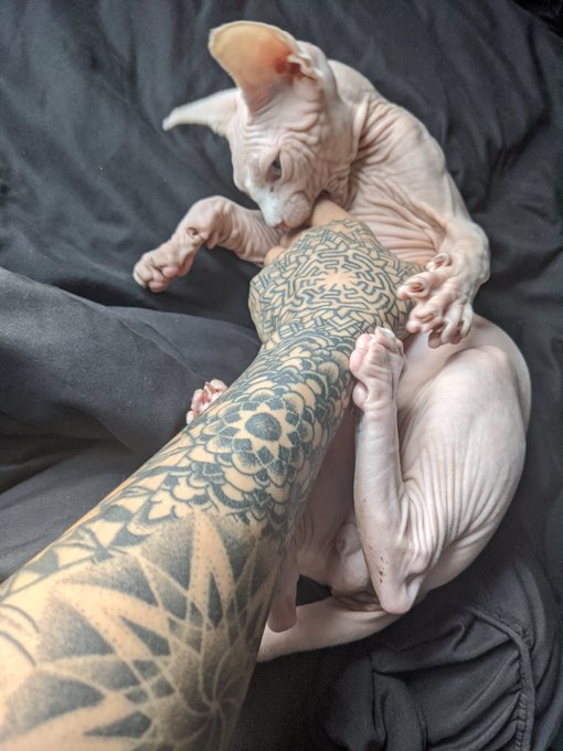 there's snow on the ground outside so i will be in bed with my pu$$ycat ☃️ keep me company https://t<a href="/tag/fitgirl"class="tags"><span>#fitgirl</span></a><a href="/tag/tattooed"class="tags"><span>#tattooed</span></a><a href="/tag/manyvids"class="tags"><span>#manyvids</span></a><a href="/tag/mvgirl"class="tags"><span>#mvgirl</span></a>