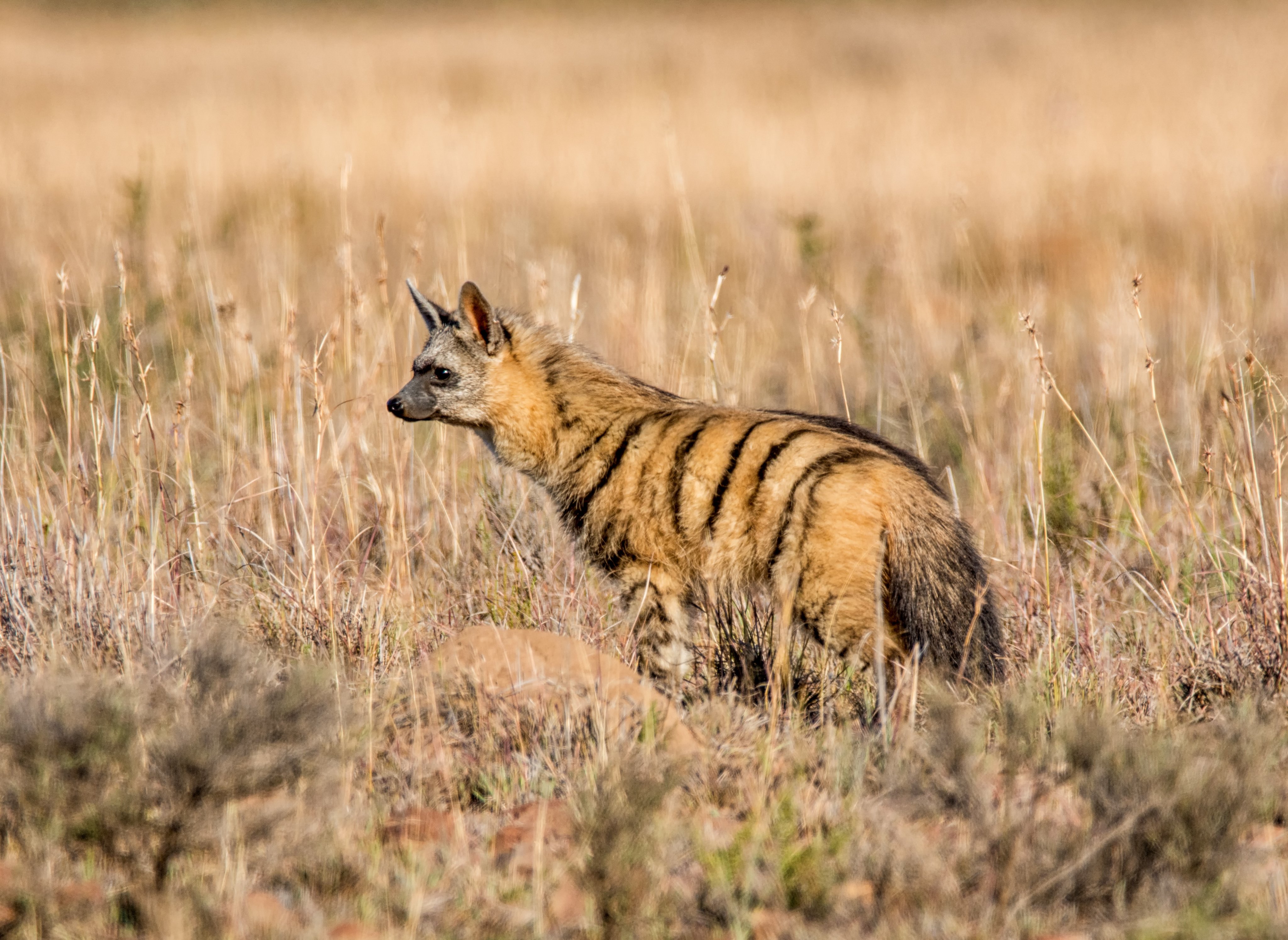 Aardwolf Facebook