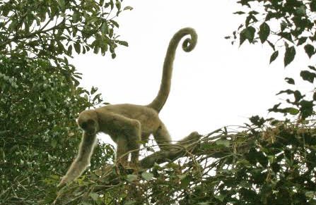 Quanto ao do macaco , não temos uma espécie atribuída, mas eles não são nativos da costa do Peru, e sim das regiões selvagens, isso é confirmado com a espiral na cauda, uma possível representação da cauda preênsil, característica dos primatas arborícolas do “novo mundo”.