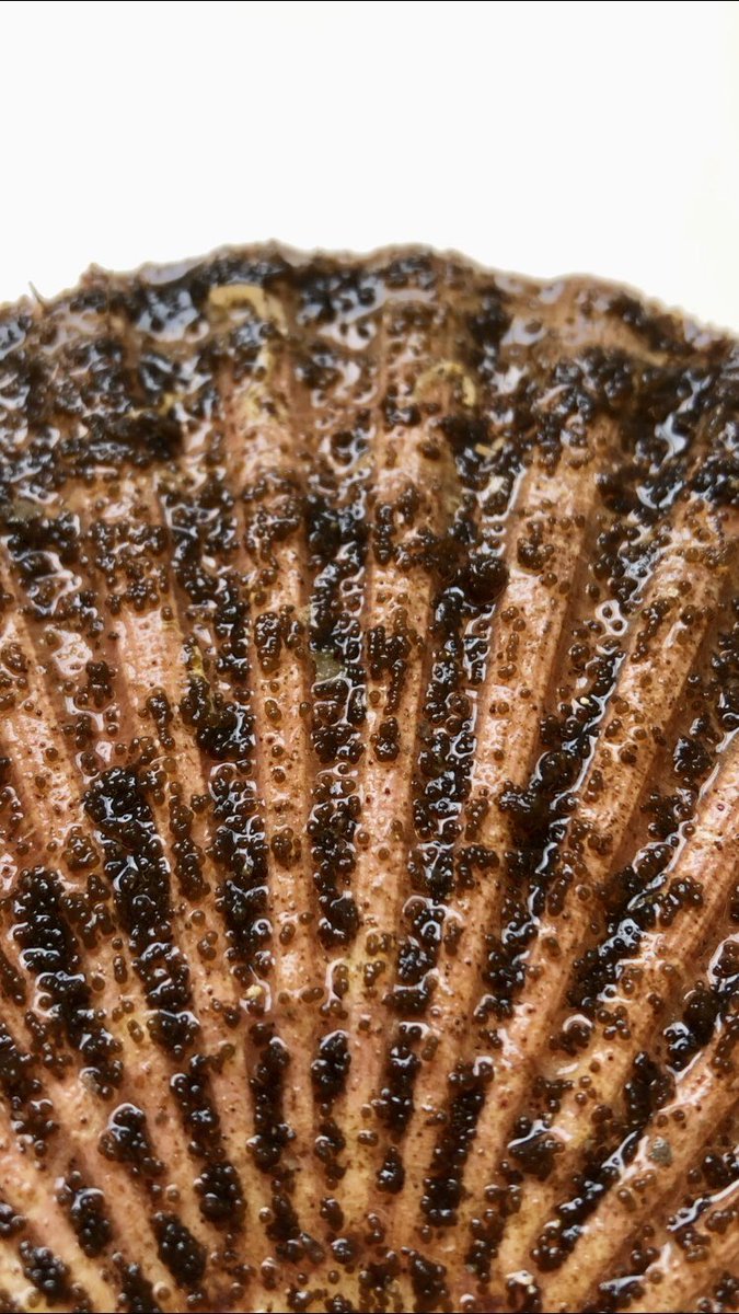 LarisaLewis's tweet photo. probably the busiest week my whole year but what a great start to my PhD!! Shoutout to the BEECH team for all your help &amp; wonderfulness https://t.co/3R1zIgN668