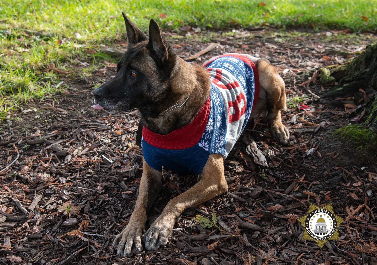 PK9Mag's tweet photo. Via @sacsheriff Happy National Ugly Sweater Day! Can you really look at those faces and say their sweaters are ugly? Oh heck, we got the day right but the picture wrong π #sso #ssdk9 #k9 #weloveourk9s #nationaluglysweaterday #tistheseason https://t.co/Zq7s0AWB8u